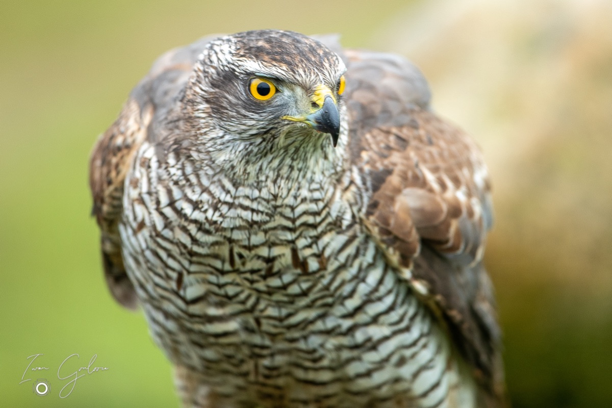 1DX46092 12 december 2021 1226 02